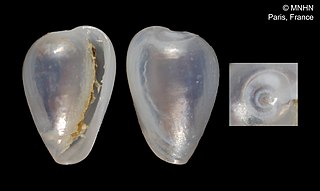 <i>Cystiscus caeruleus</i> species of mollusc