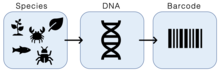 DNA Barcoding.png