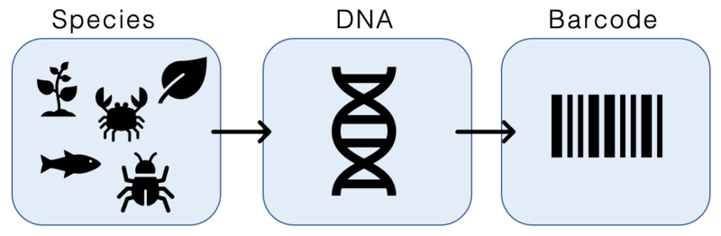 File:DNA Barcoding.png