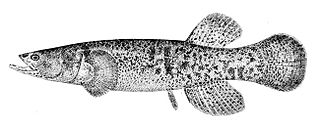 <i>Dallia</i> Genus of fishes