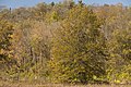 * Nomination Mixed Forests in Fall -- Sixflashphoto 02:24, 24 October 2017 (UTC) * Promotion Good quality. -- Johann Jaritz 02:52, 24 October 2017 (UTC)