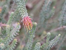 Darwinia chapmanniana (жапырақтары мен гүлдері) .jpg