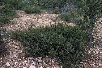 Habit Daviesia crenulata habit.jpg