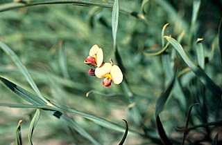 <i>Daviesia implexa</i> Species of flowering plant