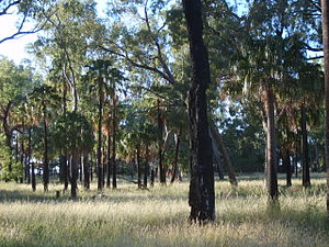 Dawson palms at Lake Murphy Conservation Park.jpg