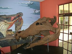 National Dinosaur Museum