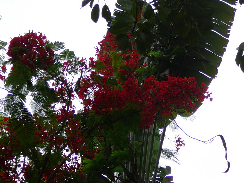 File:Delonix regia 0003.jpg