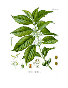 Diagram of Coffea arabica.jpg