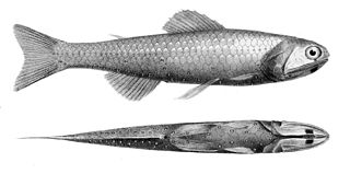 <i>Diaphus coeruleus</i> Species of fish