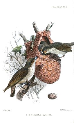 Illustration of nest by Joseph Wolf DicaeumAgileWolf.jpg