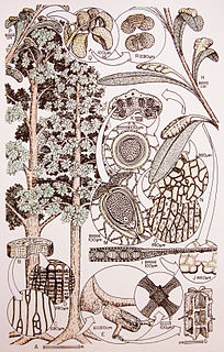 <i>Dictyopteridium</i> Extinct genus of plants