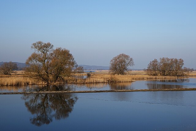 File:Die_Oder_im_Nationalpark_Unteres_Odertal_am_Ort_Criewen_01.jpg