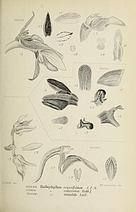 fig. 324 Bulbophyllum crassifolium Bulbophyllum osyricera fig. 325 Bulbophyllum salaccense fig. 326 Bulbophyllum mutabile