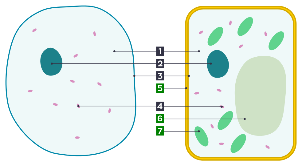 File:Differences between simple animal and plant cells ...