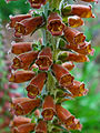 Digitalis parviflora flowers