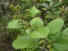 Curatella americana, the sandpaper tree of the pine forest.