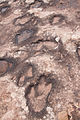 Dinosaur tracks (19478398085).jpg