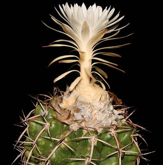 <i>Discocactus placentiformis</i> Species of cactus