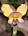 Diuris ostrina