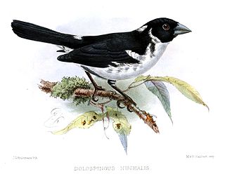 <span class="mw-page-title-main">White-naped seedeater</span> Species of bird