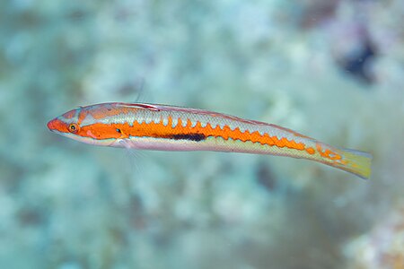 Doncella (Coris julis), Cabo de Palos, España, 2022-07-17, DD 69