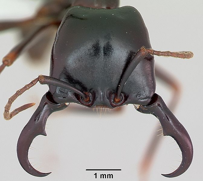 File:Dorylus nigricans casent0172642 head 1.jpg