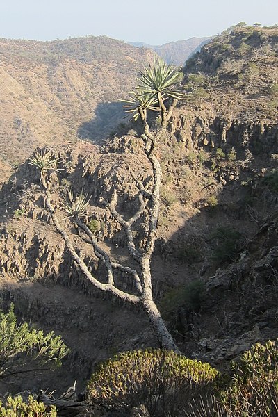 File:Dracaena ombet Djibouti (cropped).jpg