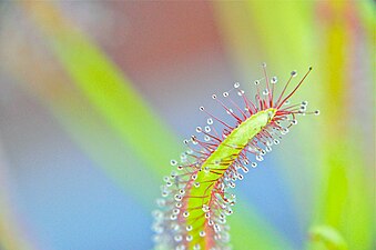 Drosera Capensis.jpg