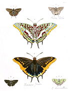 Charaxes and other butterflies