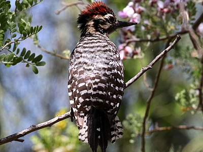 Dryobates scalaris-male juvenile.jpg