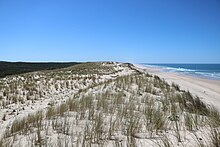 La crête des dunes avec la forêt à gauche et la plage à droite.