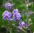 Duranta repens00.jpg