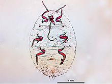 Dysmicoccus qisqartiradi dorsal.jpg