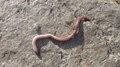 File:Earthworm moving.webm