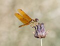 * Nomination Eastern amberwing --Rhododendrites 03:29, 30 July 2024 (UTC) * Promotion  Support Good quality. --Plozessor 03:47, 30 July 2024 (UTC)