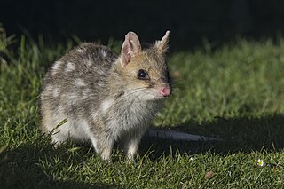 <span class="mw-page-title-main">Quoll</span> Genus of marsupial mammals