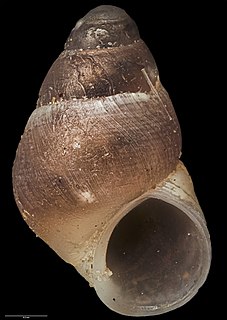 <i>Eatoniella bathamae</i> Species of gastropod