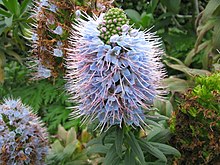 Echium nervosum (Гүл) .jpg