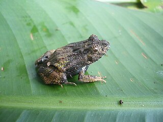 <i>Edalorhina perezi</i> Species of frog