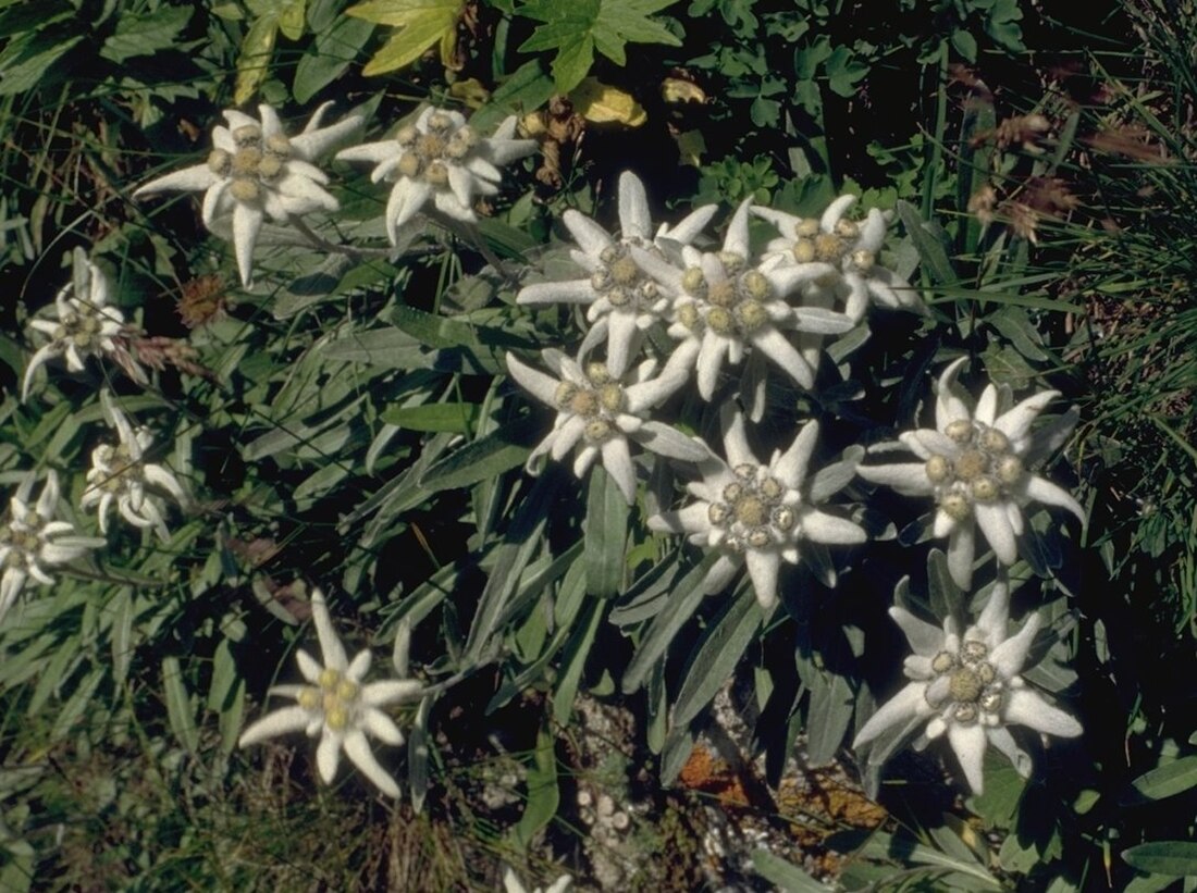 Edelweiss