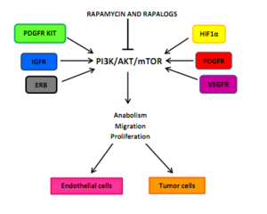 Effects of rapamycin and rapalogs on endothelial and tumor cells Effects of Rapamycin and rapalogs on endothelial and tumor cells.png