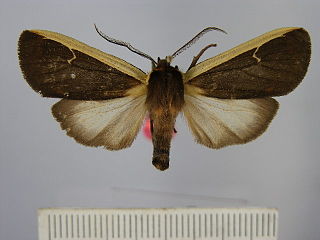 <i>Elysius lavinia</i> Species of moth