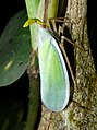 Enchophora prasina, Panamá