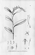 Encyclia yauaperyensis