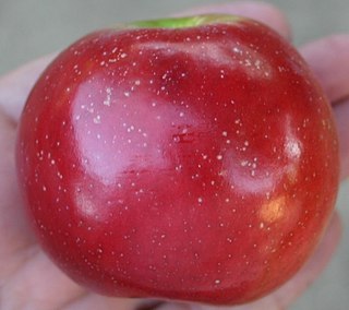 Enterprise (apple) Apple cultivar