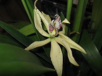 Epidendrum pentotis Prosthechea baculus