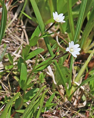 <i>Epilobium oregonense</i> Species of flowering plant in the willowherb family Onagraceae