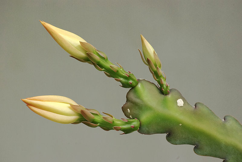 File:Epiphyllum Boutons FR 2013.jpg