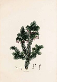 Erica recurvata02.jpg