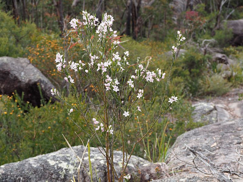 File:Eriostemon australasius habit.jpg